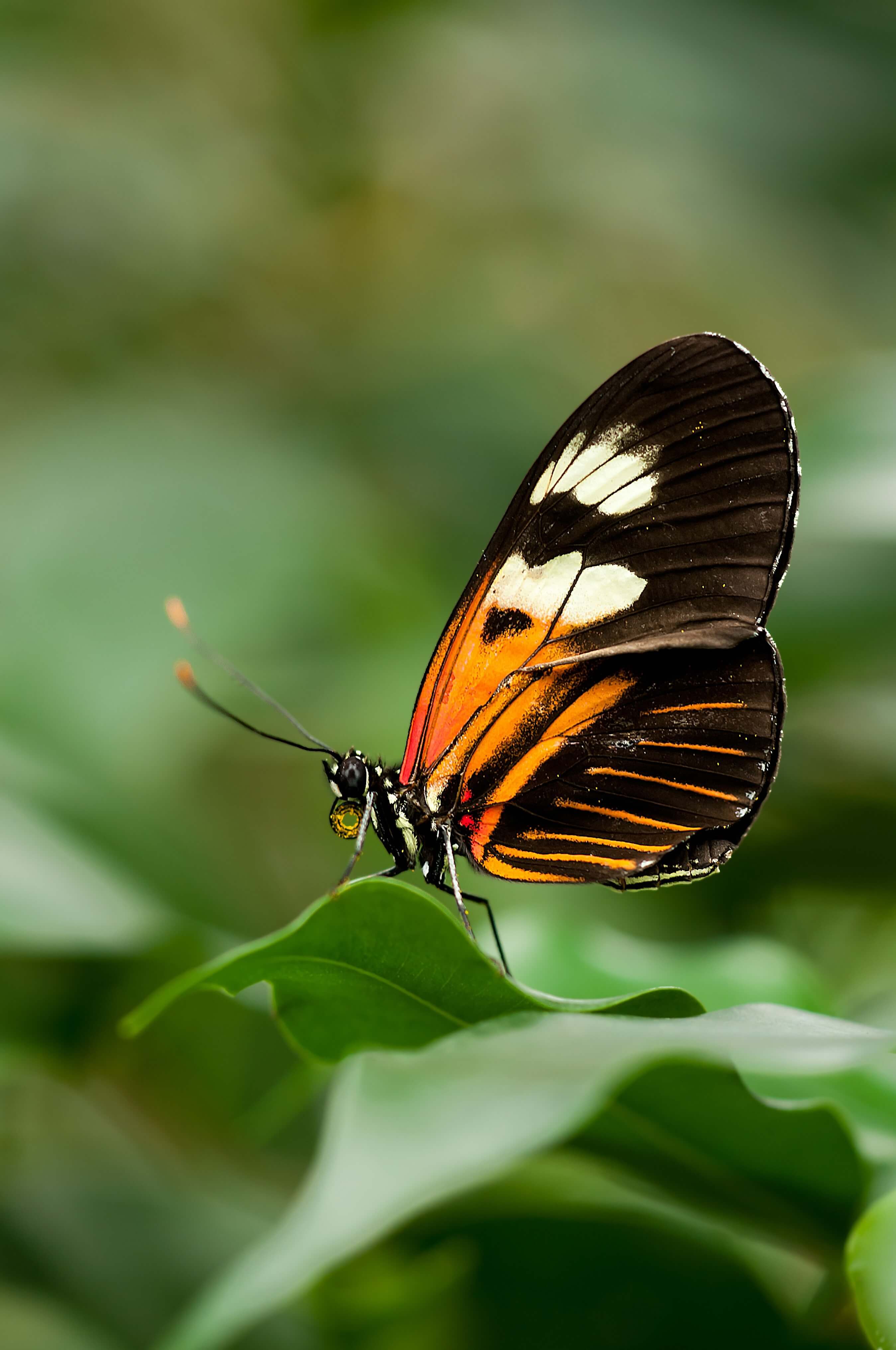Papillon Belle Dame